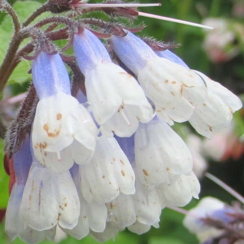 Consoude à grandes fleurs - Symphytum Sky Blue Pink (Floraison)