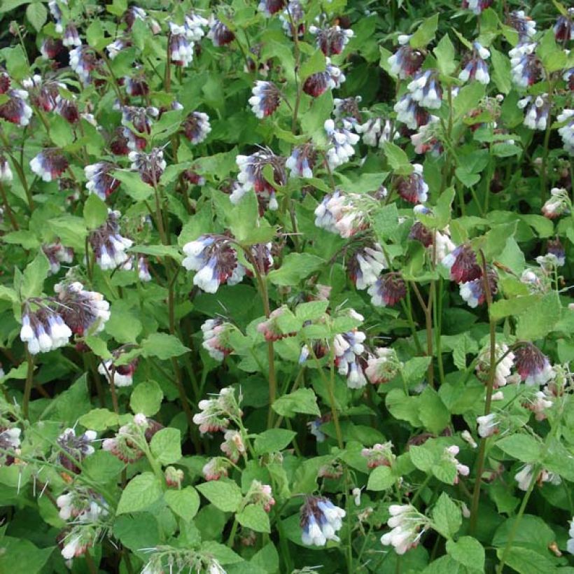 Consoude à grandes fleurs - Symphytum Sky Blue Pink (Port)