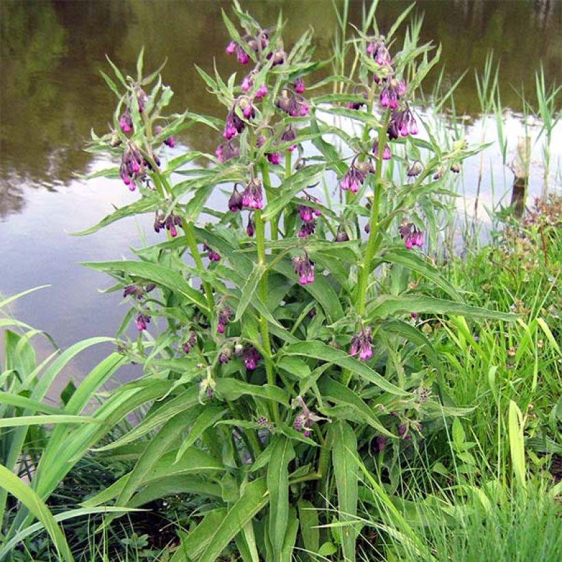 Consoude officinale - Symphytum officinale (Port)