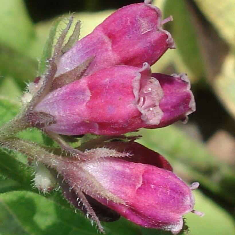 Consoude rouge  - Symphytum rubrum (Floraison)