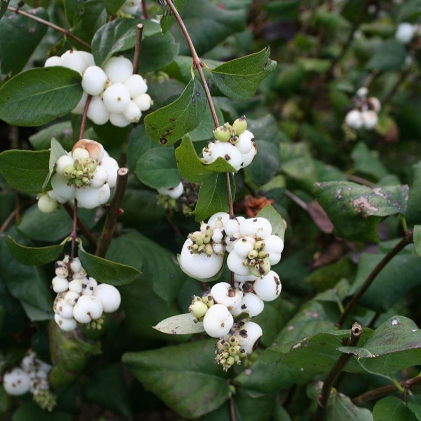 Symphorine blanche - Symphoricarpos albus (Feuillage)