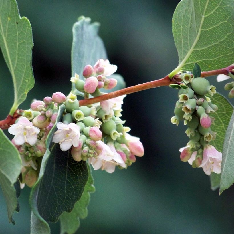 Symphorine blanche - Symphoricarpos albus (Floraison)