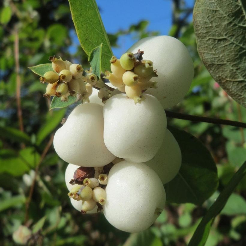 Symphorine blanche - Symphoricarpos albus (Récolte)