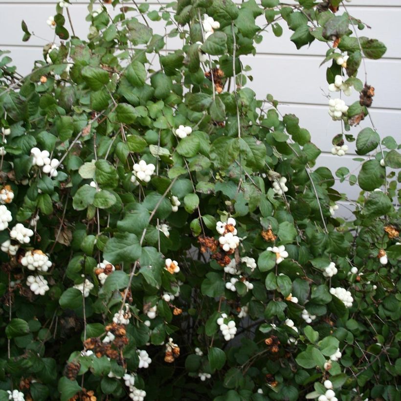 Symphorine blanche - Symphoricarpos albus (Port)