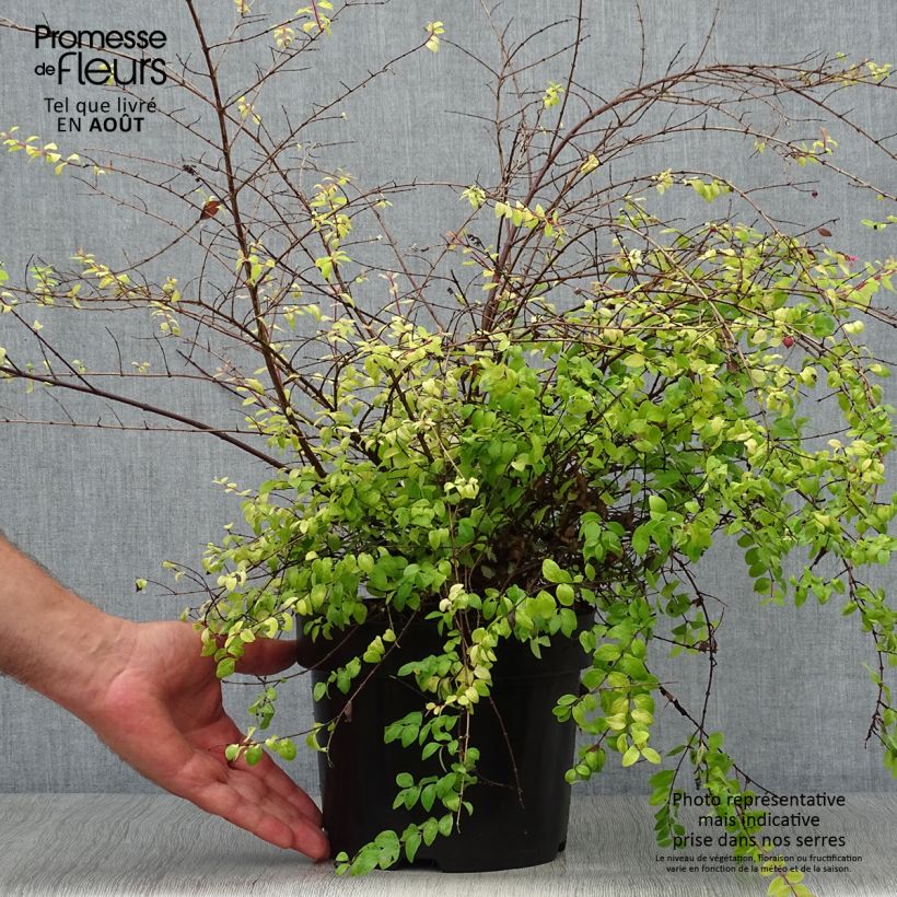 Spécimen de Symphoricarpos chenaulti  Brain de Soleil - Symphorine Pot de 3L/4L tel que livré en été