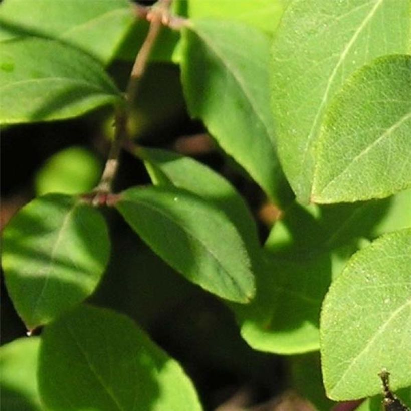 Symphoricarpos chenaultii - Symphorine de Chenault (Feuillage)