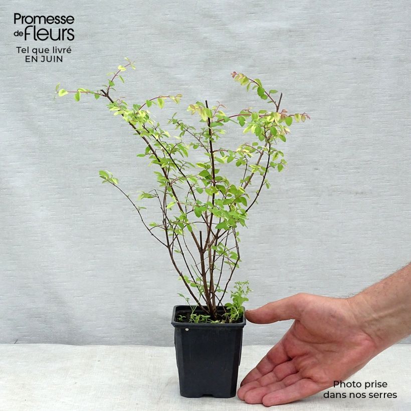 Spécimen de Symphoricarpos chenaultii Hancock - Symphorine de Chenault Godet de 8/9 cm tel que livré en été