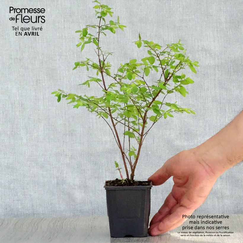Spécimen de Symphoricarpos chenaultii Hancock - Symphorine de Chenault Godet de 8/9 cmHauteur livrée env. 20/30cm tel que livré au printemps