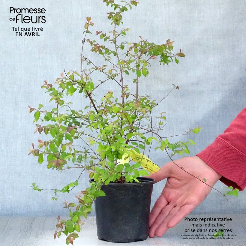 Spécimen de Symphoricarpos chenaultii Hancock - Symphorine de Chenault Pot de 1L/1,5LHauteur livrée env. 40+cm tel que livré au printemps