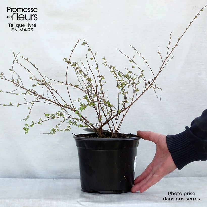 Spécimen de Symphoricarpos chenaultii Hancock - Symphorine de Chenault Pot de 2L/3LHauteur livrée env. 20/30cm tel que livré au printemps