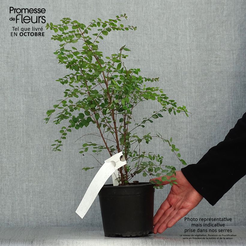 Spécimen de Symphoricarpos chenaultii - Symphorine de Chenault tel que livré en automne