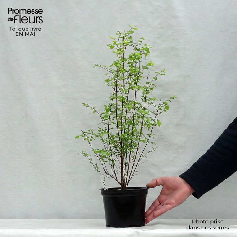 Spécimen de Symphoricarpos chenaultii - Symphorine de Chenault Pot de 2L/3LHauteur livrée env. 60/70cm tel que livré au printemps