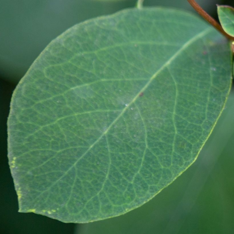 Symphorine - Symphoricarpos Arvid (Feuillage)