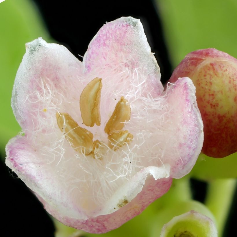 Symphorine - Symphoricarpos Arvid (Floraison)