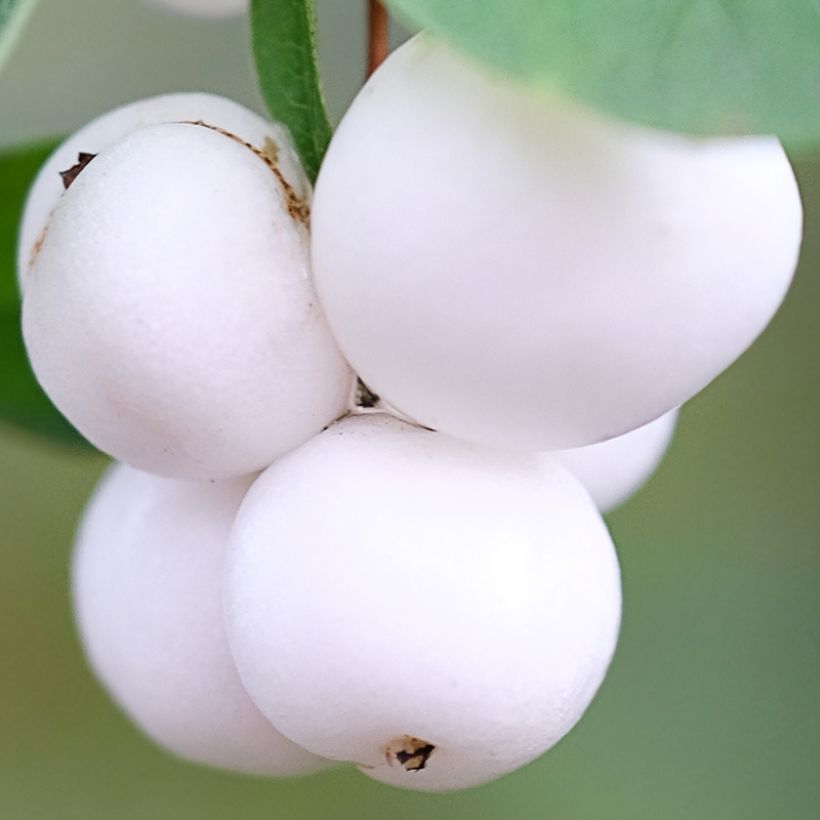 Symphorine - Symphoricarpos Arvid (Récolte)