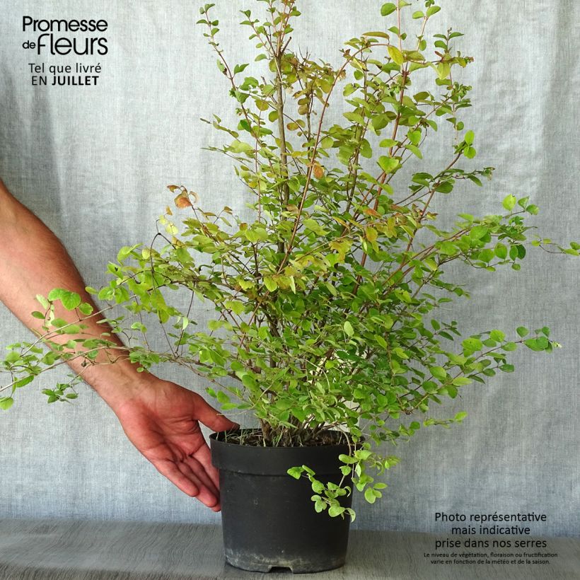 Spécimen de Symphorine - Symphoricarpos doorenbosii Amethyst Pot de 2L/3L tel que livré en été