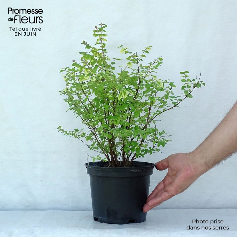 Spécimen de Symphorine - Symphoricarpos doorenbosii Magic Berry tel que livré en ete