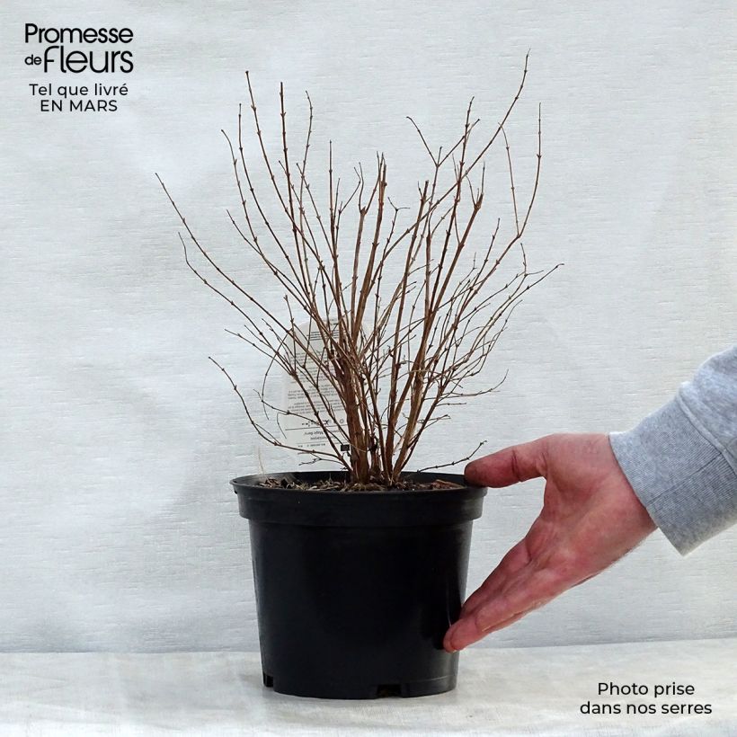 Spécimen de Symphorine - Symphoricarpos doorenbosii Magic Berry en pot de 2/3L tel que livré au printemps