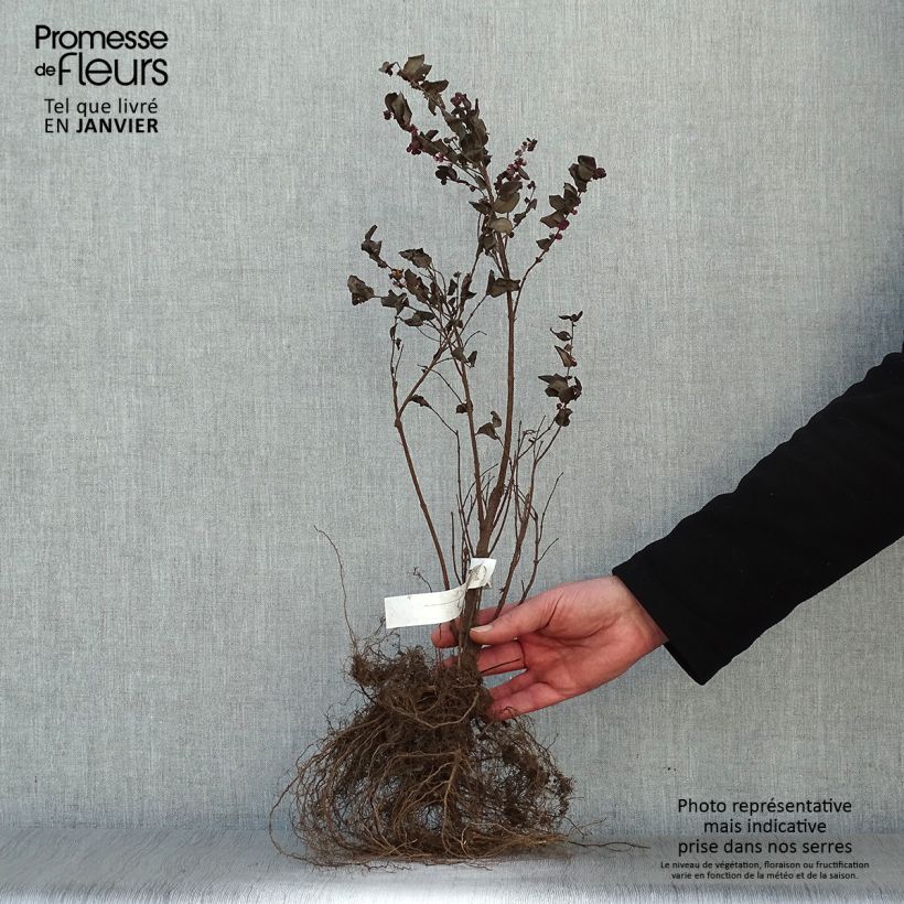 Spécimen de Symphorine - Symphoricarpos doorenbosii Magic Berry en racines nues tel que livré en hiver