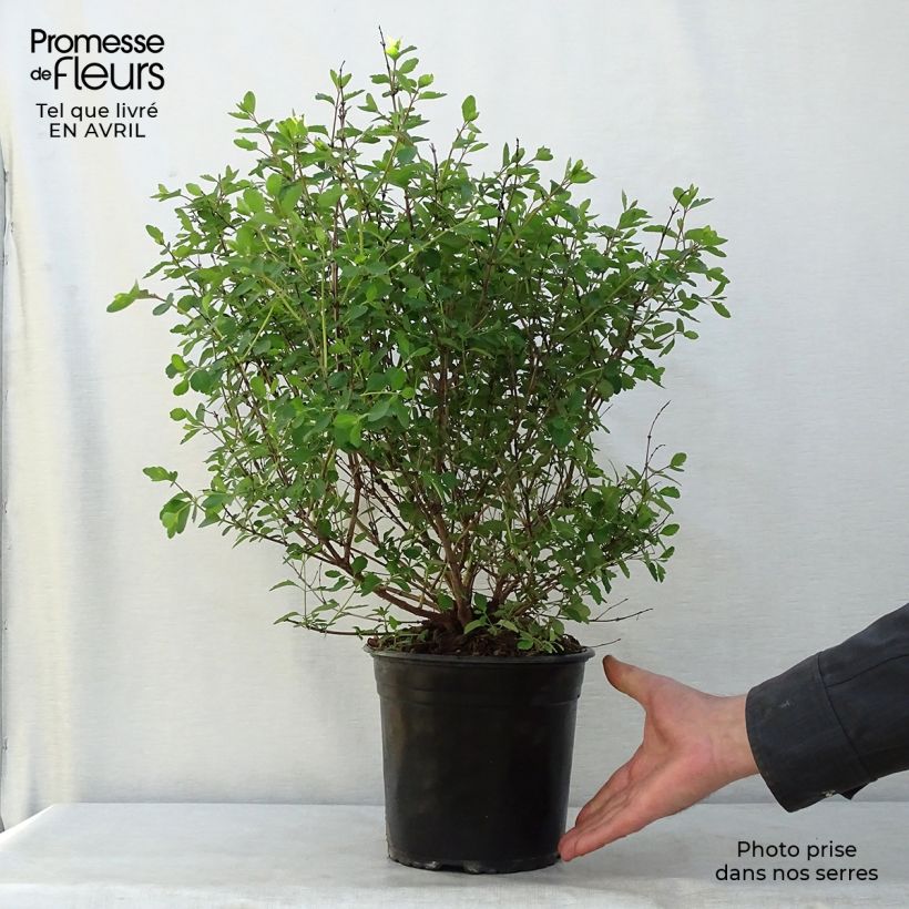 Spécimen de Symphorine, Symphoricarpos doorenbosii  Magical Candy Pot de 2L/3L tel que livré au printemps