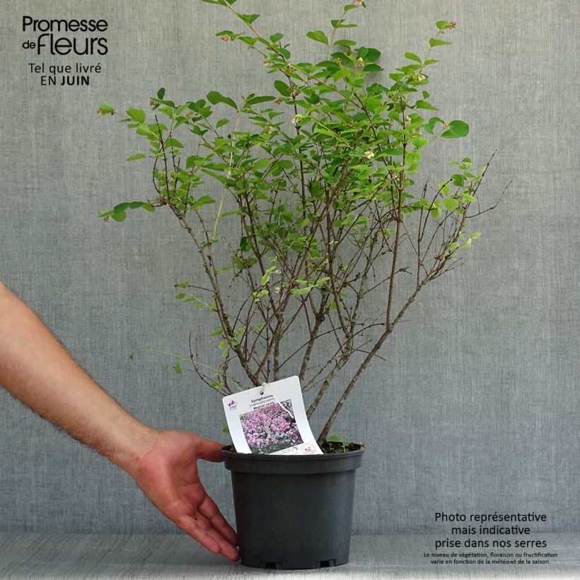Spécimen de Symphorine, Symphoricarpos doorenbosii  Magical Candy Pot de 2L/3L tel que livré en été