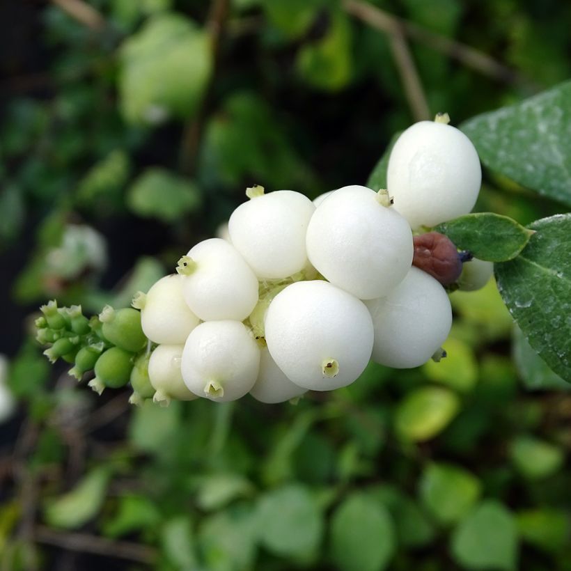 Symphorine - Symphoricarpos doorenbosii White Hedge (Récolte)