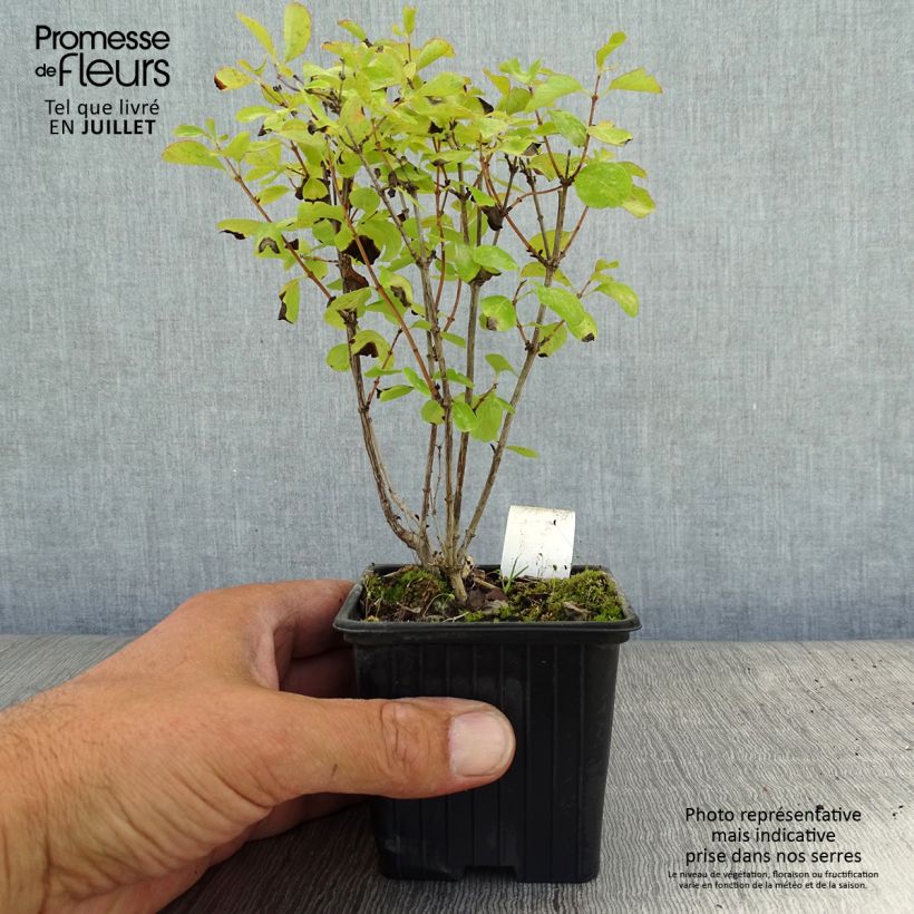 Spécimen de Symphorine - Symphoricarpos doorenbosii White Hedge Godet de 8/9 cm tel que livré en été