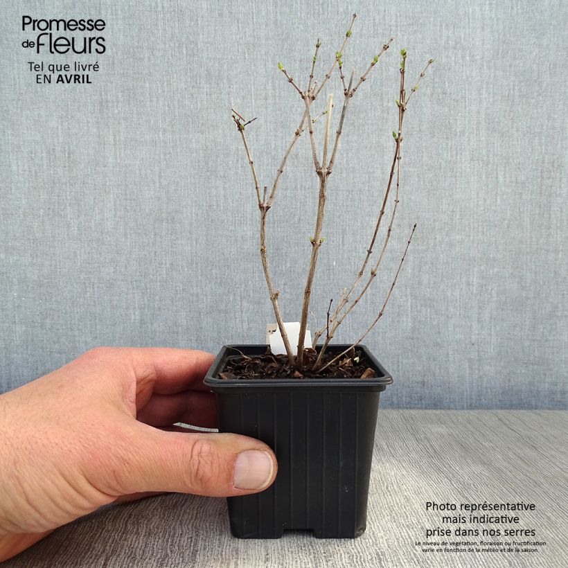 Spécimen de Symphorine - Symphoricarpos doorenbosii White Hedge en godet de 9cm tel que livré au printemps