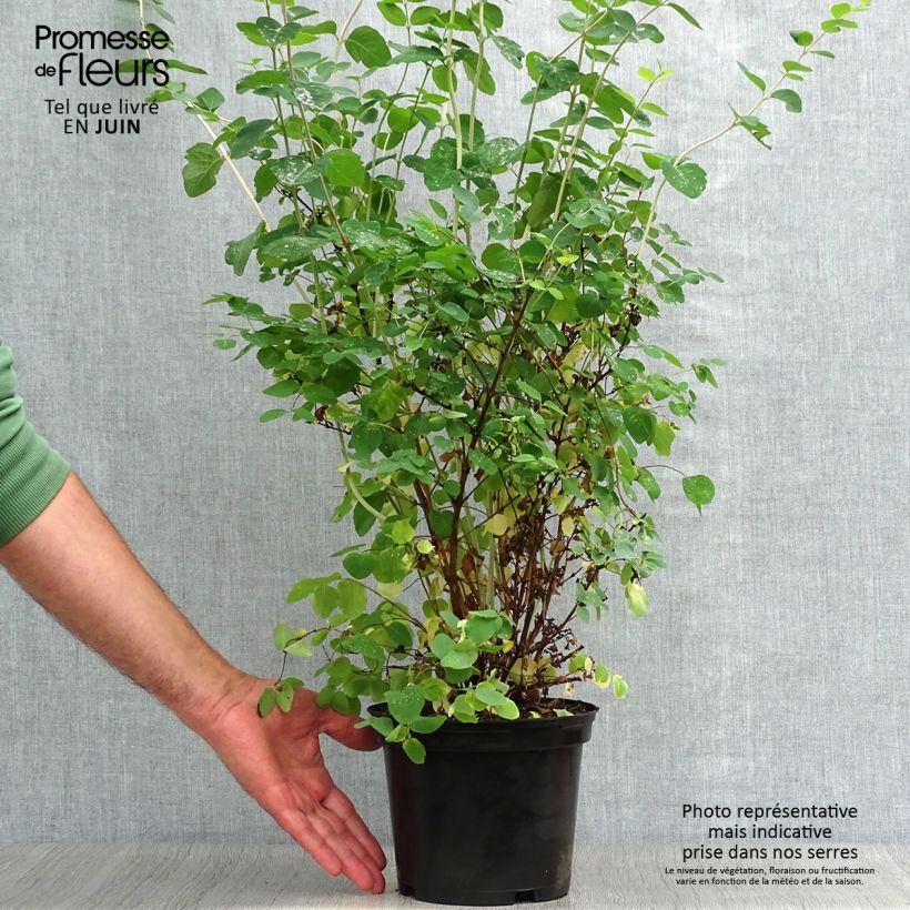 Spécimen de Symphorine - Symphoricarpos doorenbosii White Hedge Pot de 2L/3L tel que livré en été