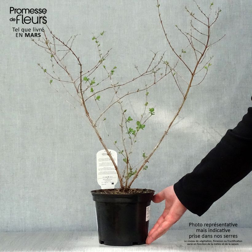 Spécimen de Symphorine - Symphoricarpos doorenbosii White Hedge en pot de 3L tel que livré au printemps