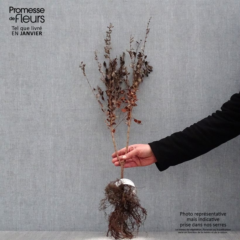 Spécimen de Symphorine - Symphoricarpos orbiculatus Racines nues, Ramifié tel que livré en hiver