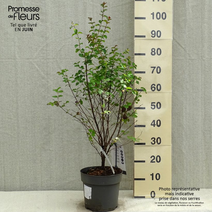 Spécimen de Symphorine - Symphoricarpos orbiculatus Symphony Rock tel que livré en printemps