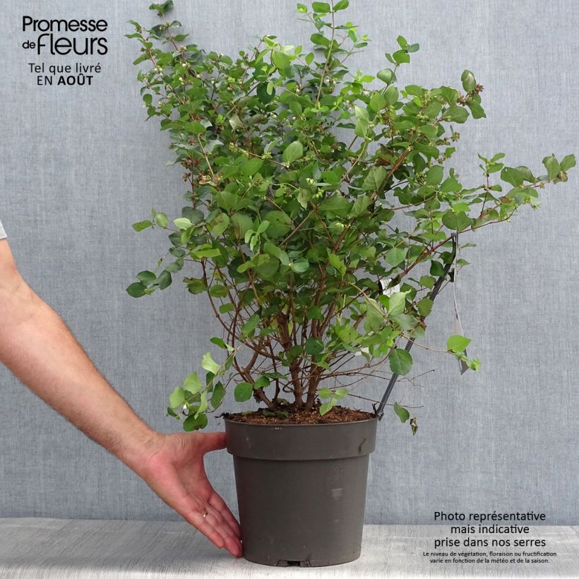Spécimen de Symphorine - Symphoricarpos orbiculatus Symphony Rumble tel que livré en ete