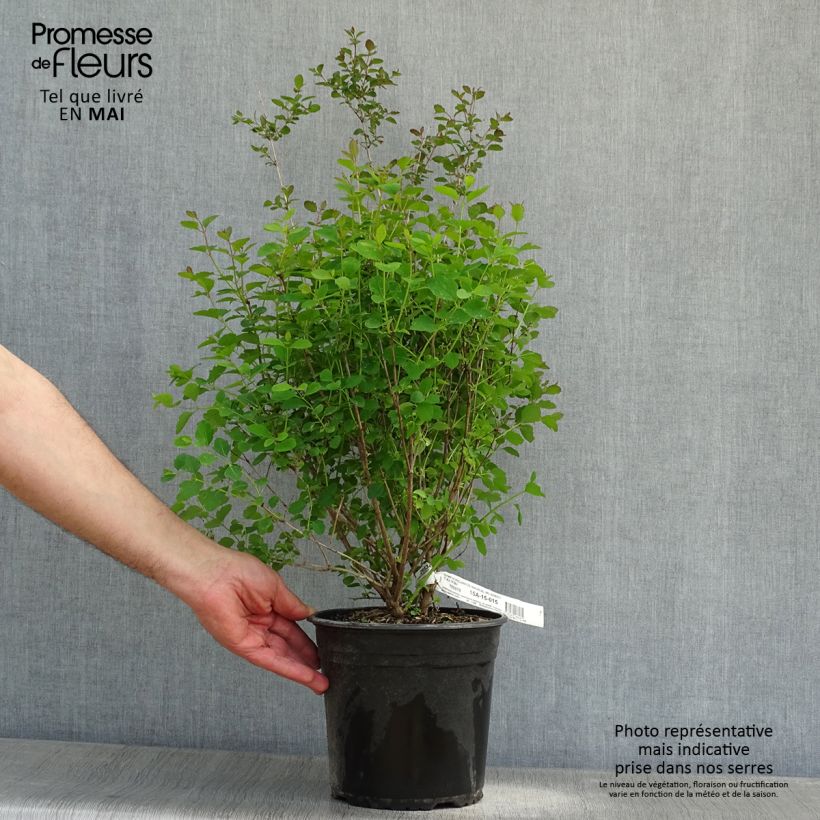 Spécimen de Symphorine - Symphoricarpos x doorenbosii Magical Sweet Pot de 4L/5L tel que livré au printemps