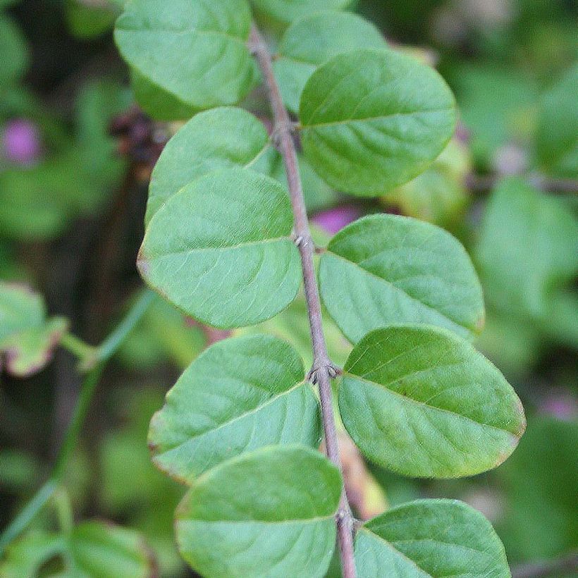 Symphorine - Symphoricarpos doorenbosii Magic Berry (Feuillage)