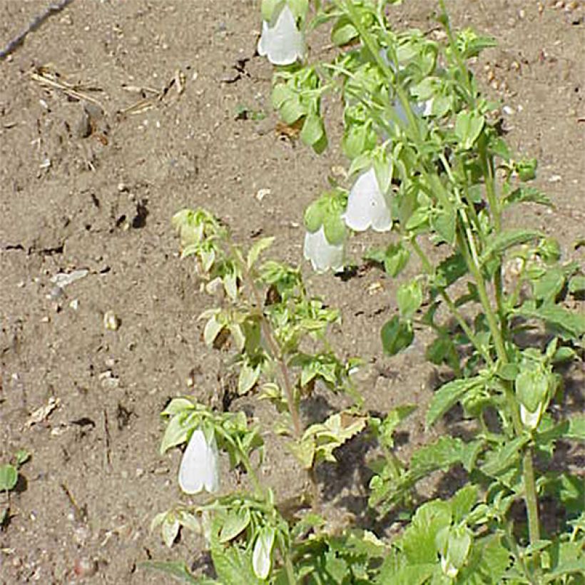 Symphyandra pendula - Campanule d'Ossétie (Floraison)