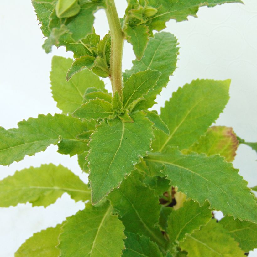 Symphyandra pendula - Campanule d'Ossétie (Feuillage)
