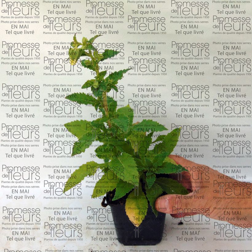 Exemple de spécimen de Symphyandra pendula - Campanule d'Ossétie Godet de 9cm tel que livré