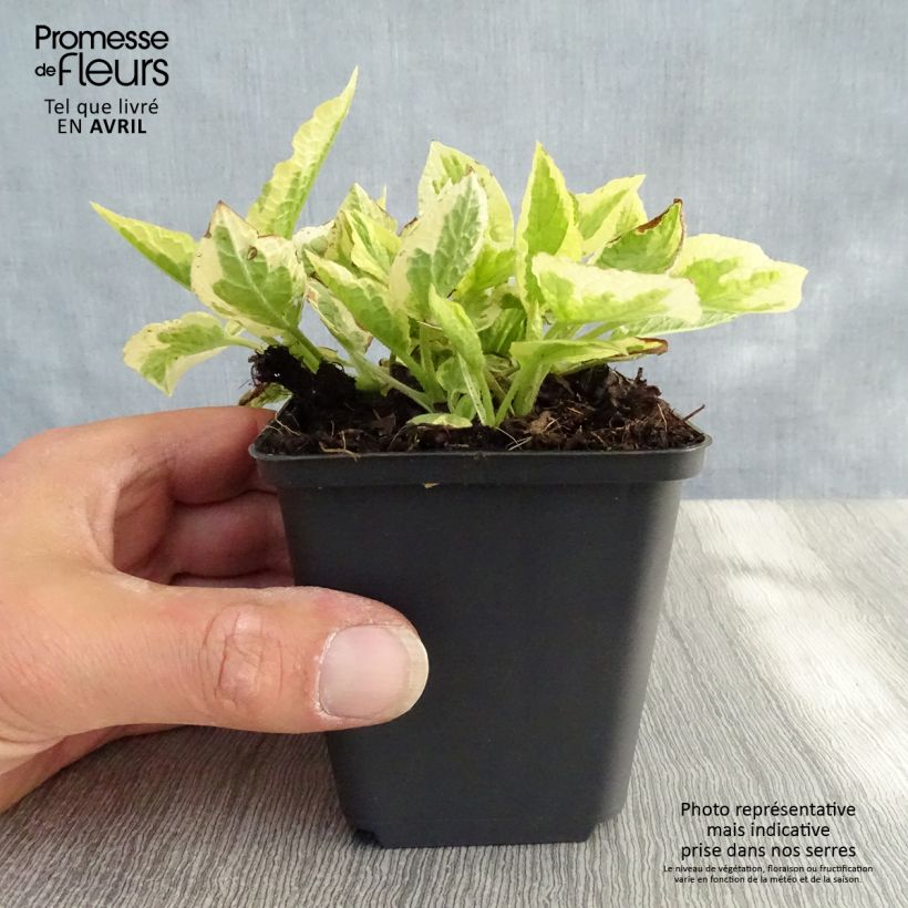 Spécimen de Symphytum Goldsmith - Consoude panachée Godet de 9cm tel que livré au printemps