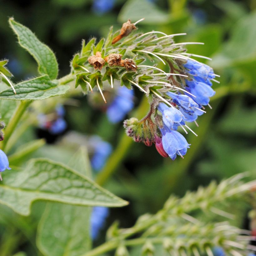 Consoude - Symphytum azureum (Floraison)