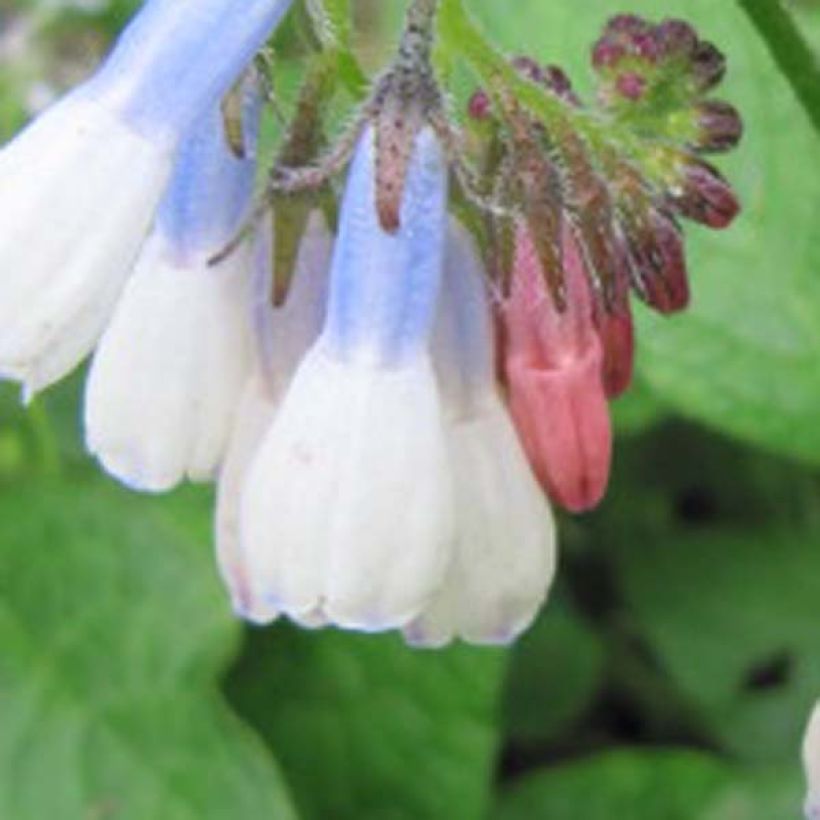 Consoude à grandes fleurs - Symphytum Hidcote Blue (Floraison)