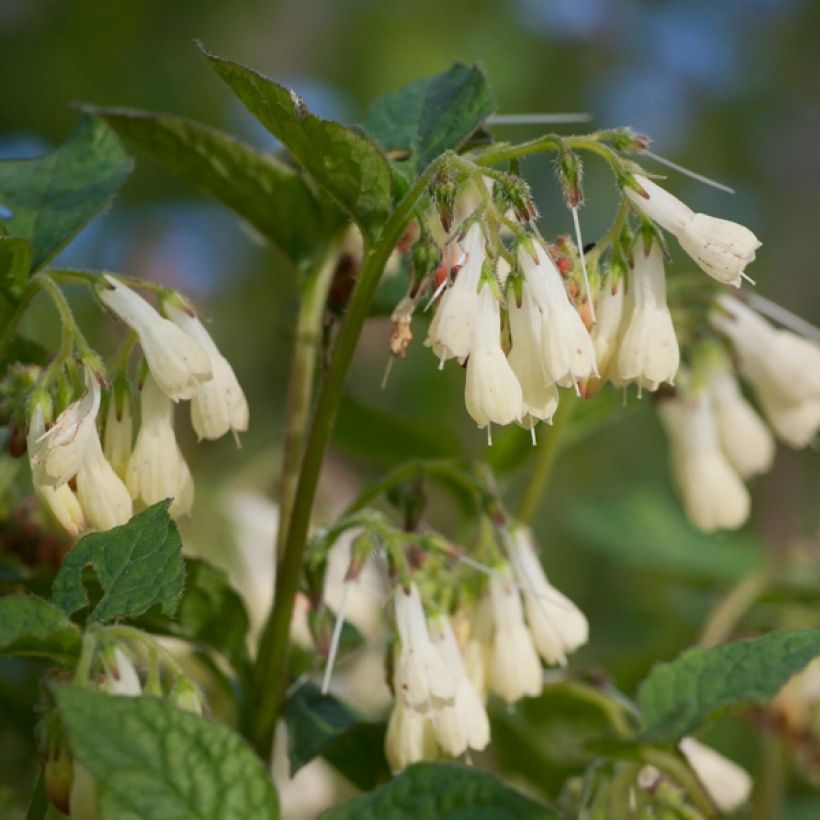 Consoude à grandes fleurs - Symphytum grandiflorum (Floraison)