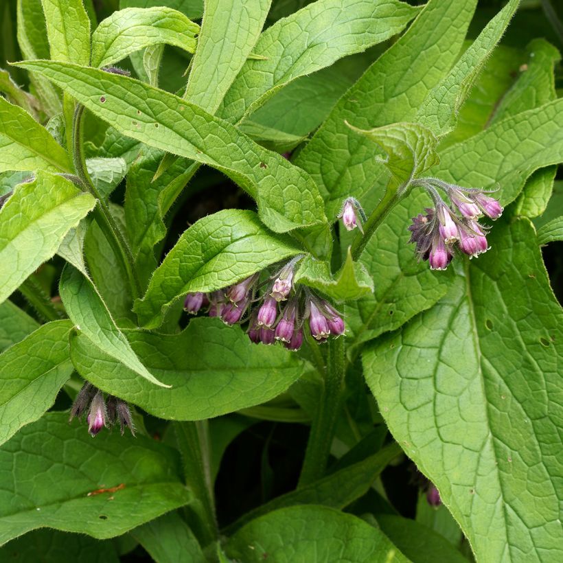 Consoude officinale (Feuillage)