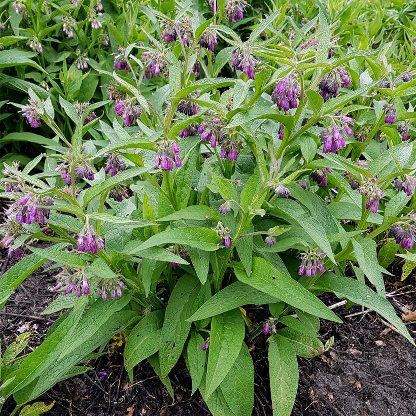 Consoude officinale (Port)