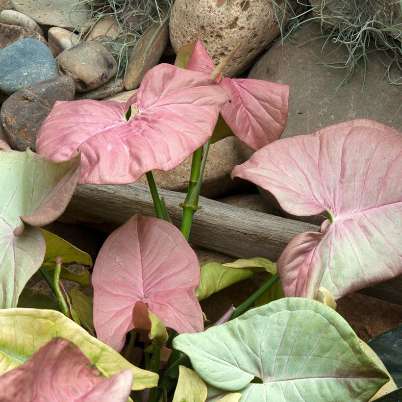 Syngonium Neon Robusta (Feuillage)