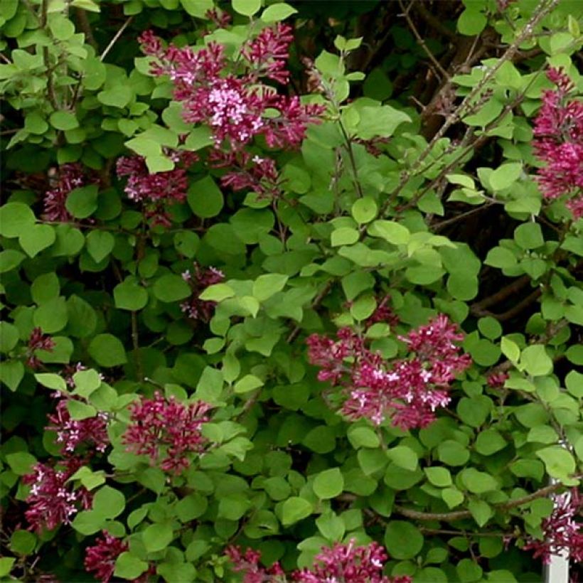 Lilas Bloomerang Dark Purple - Syringa nain hybride remontant (Feuillage)