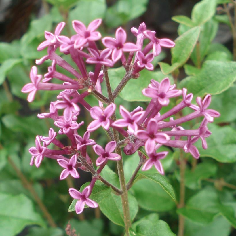 Lilas Bloomerang Dark Purple - Syringa nain hybride remontant (Floraison)