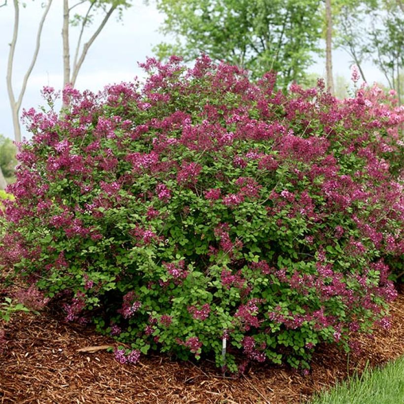 Lilas Bloomerang Dark Purple - Syringa nain hybride remontant (Port)