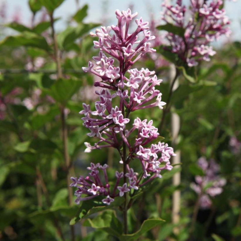 Lilas de Chine - Syringa Josée (Floraison)