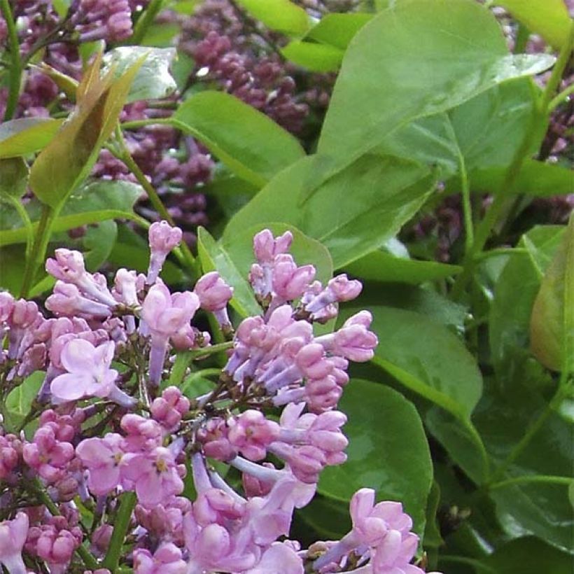 Lilas à fleurs de jacinthe - Syringa hyacinthiflora Maiden's Blush (Feuillage)